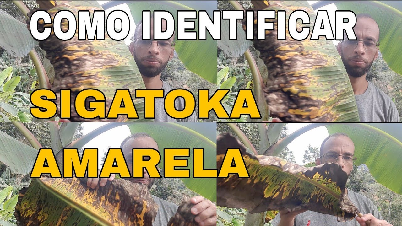 🛑 SIGATOKA APRENDA A IDENTIFICAR E COMBATER (AMARELA)