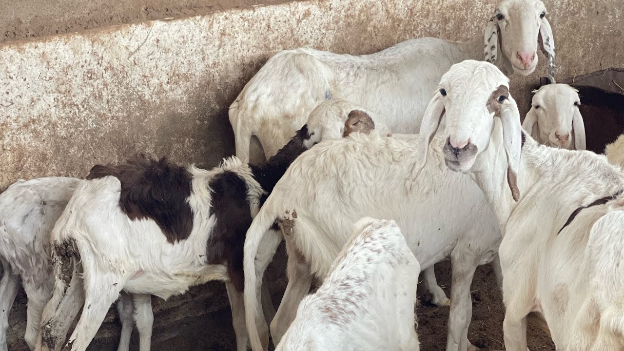 Élevage de mouton: Un secteur très rentable au Mali | Reportage
