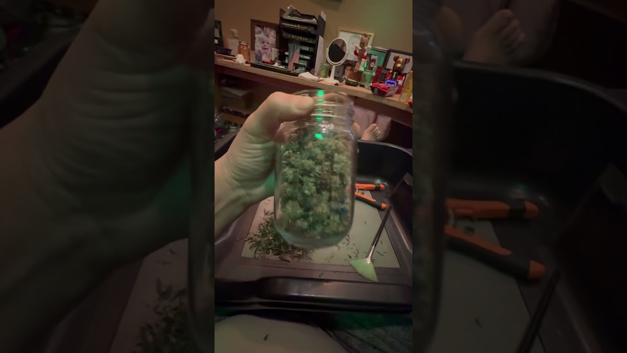 Trim & weight on Chocolope grown from seed to harvest 💪🏻⛽️🔥