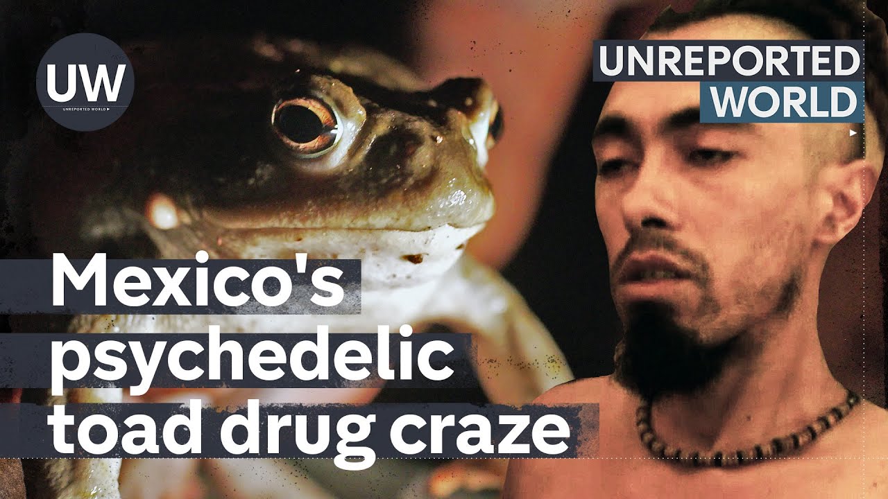 Can Mexico's psychedelic toad drug help mental health problems? | Unreported World