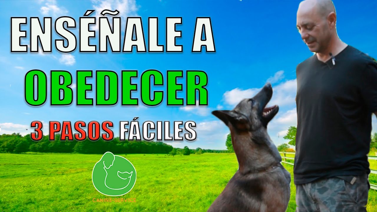 3 TRUCOS para TENER un PERRO OBEDIENTE (Foco y Conexión)