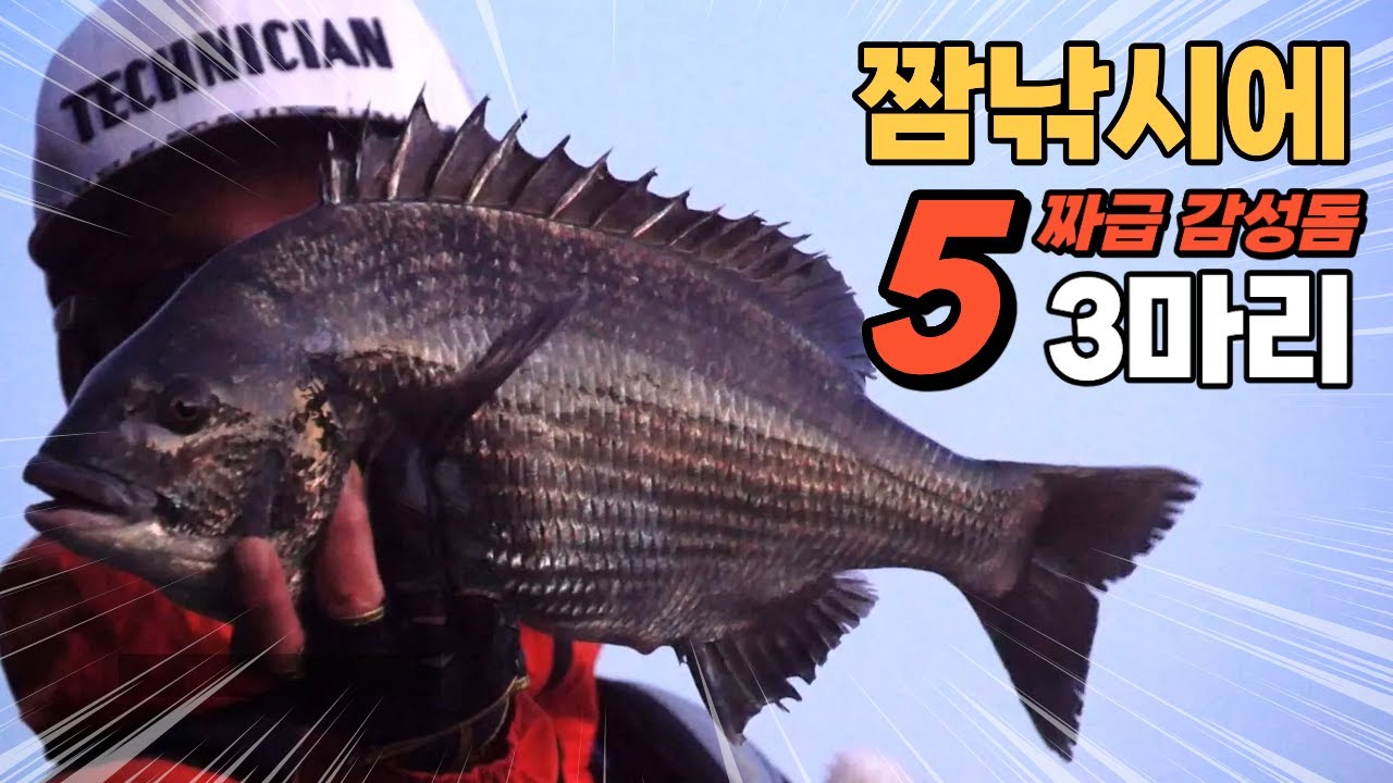 이제부터 대물 감성돔이 시작되는 아주 가까운 섬!