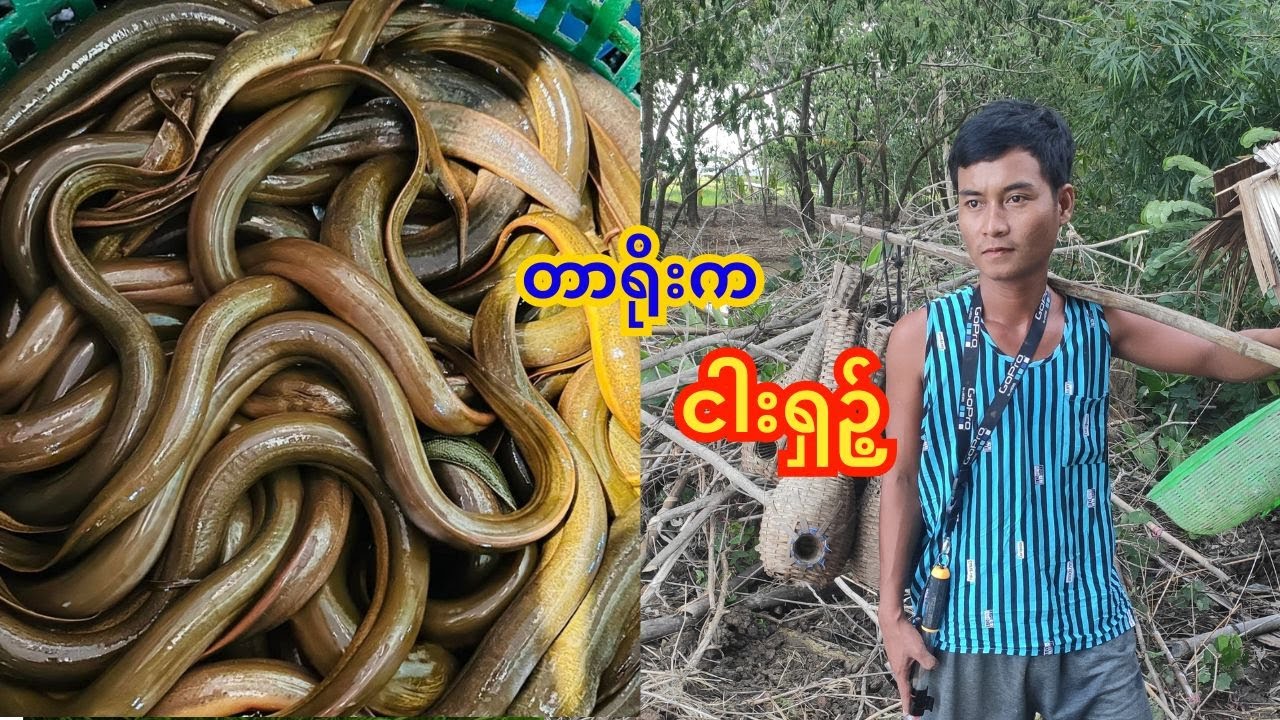 တာရိုးက ငါးရှဉ့်