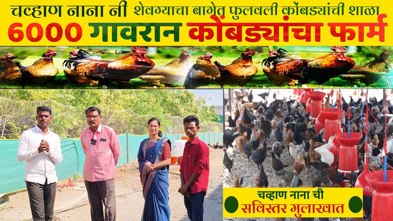इंद्रजीत नानांचा 6000 गावरान कोंबड्यांचा फार्म | सविस्तर माहिती. #poultry #farming #कुक्कुटपालन 