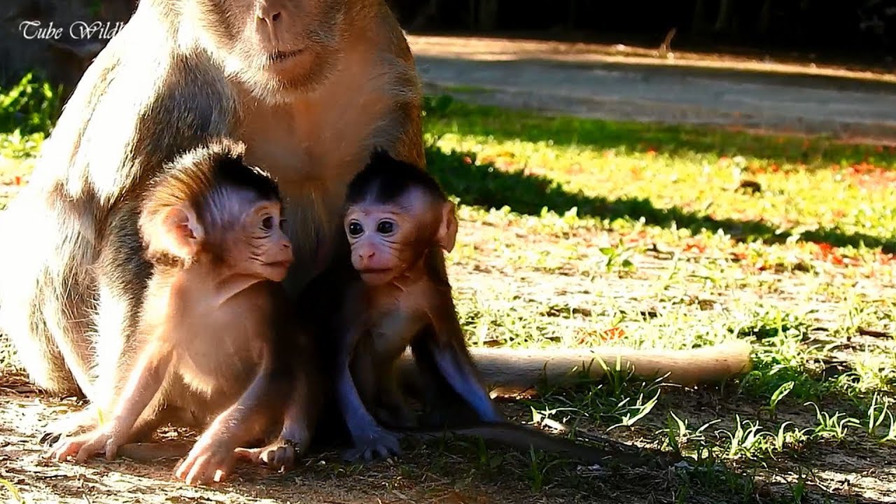 Lovely baby OPIE playing with cutie baby FARRAH/ OPIE is very active that moment/ OPIE is adorable.
