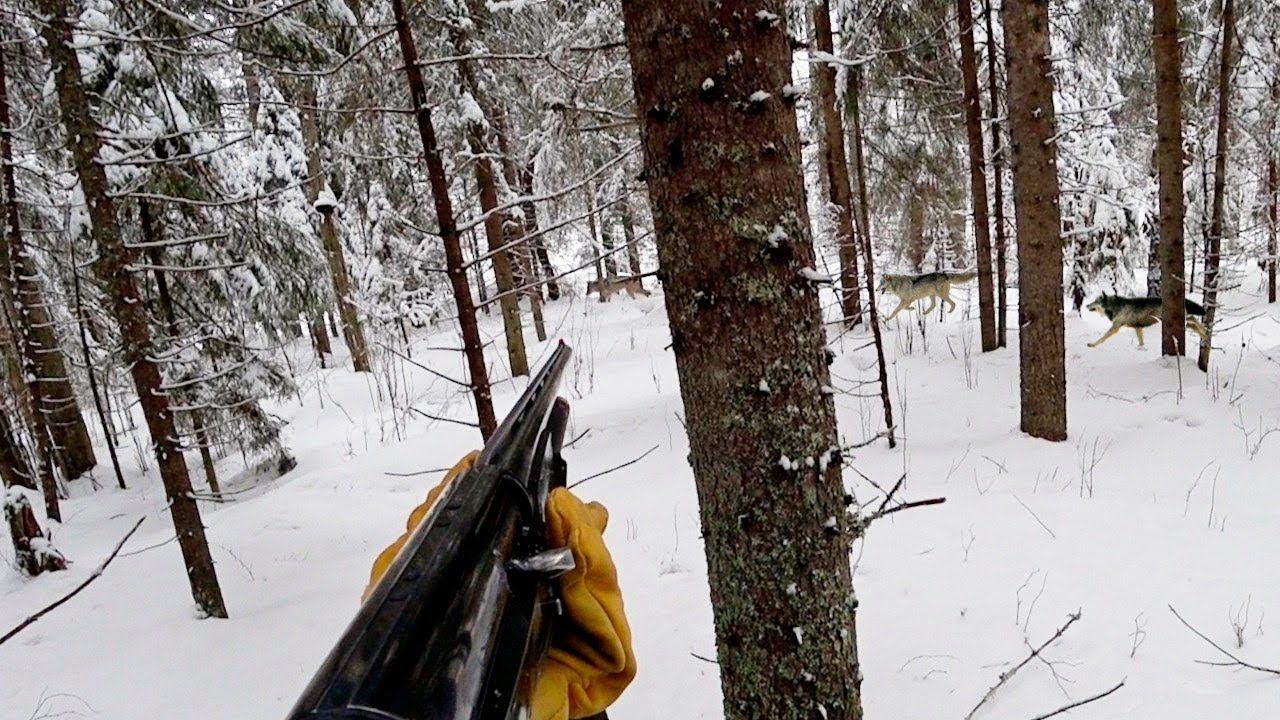 ОХОТА НА ВОЛКОВ! ЗВЕРЬ ВЫШЕЛ ПРЯМО НА ОХОТНИКА. wolf hunting.
