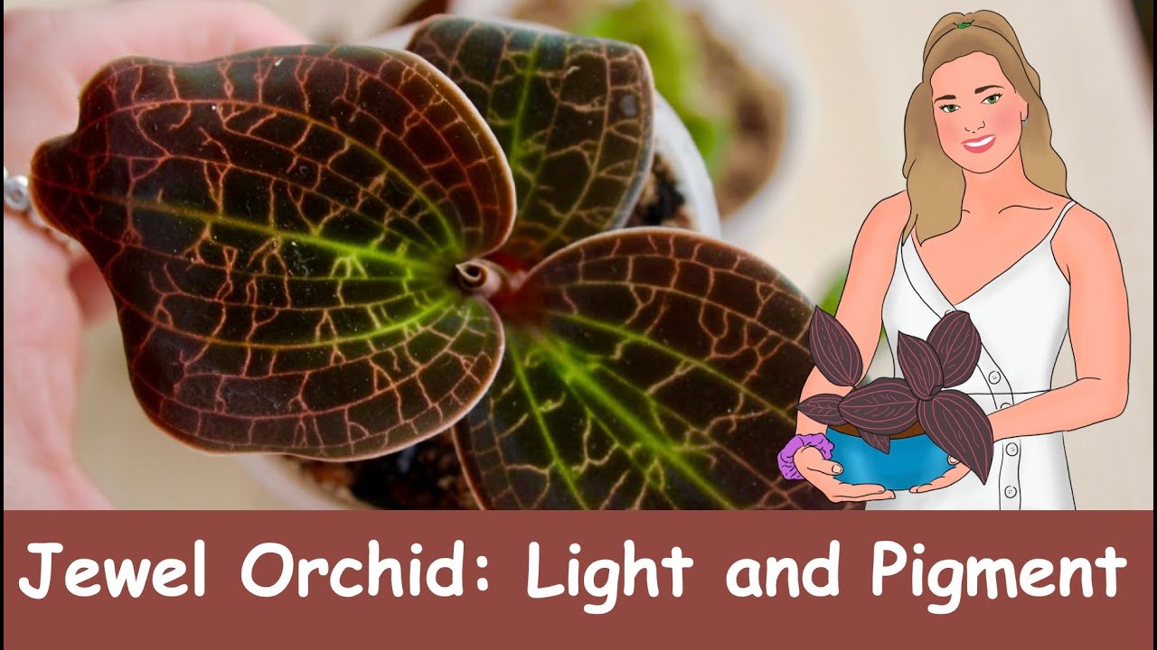 Jewel Orchids: Light and Pigmentation