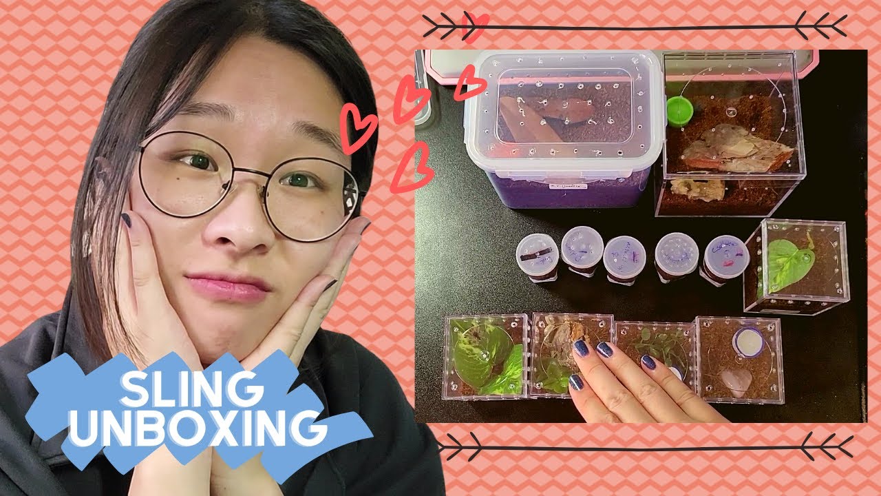 Unboxing Baby Tarantulas!! (Fear Not Tarantulas)
