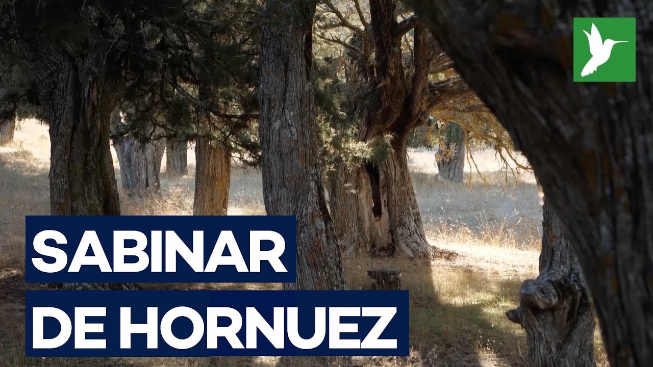 Descubre el Sabinar de Hornuez, en Segovia