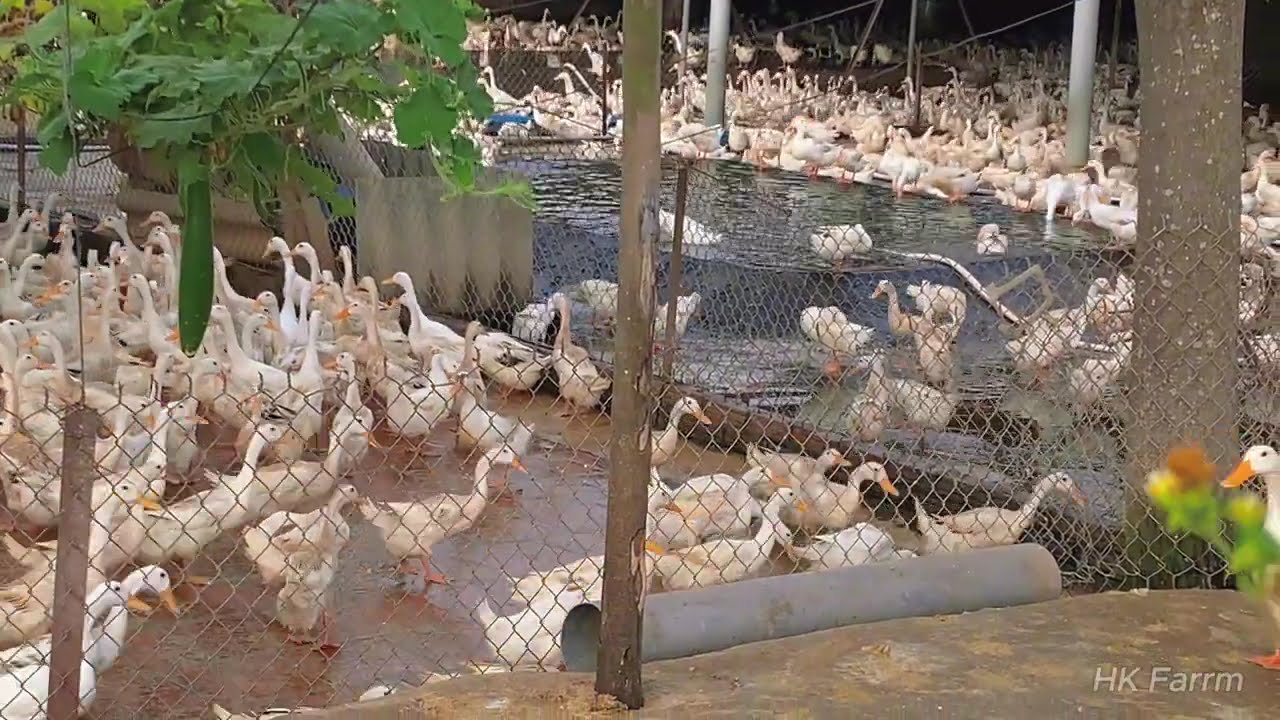 Daily Life at HK Duck Farm | Why Are These Ducks Laying So Many Eggs?