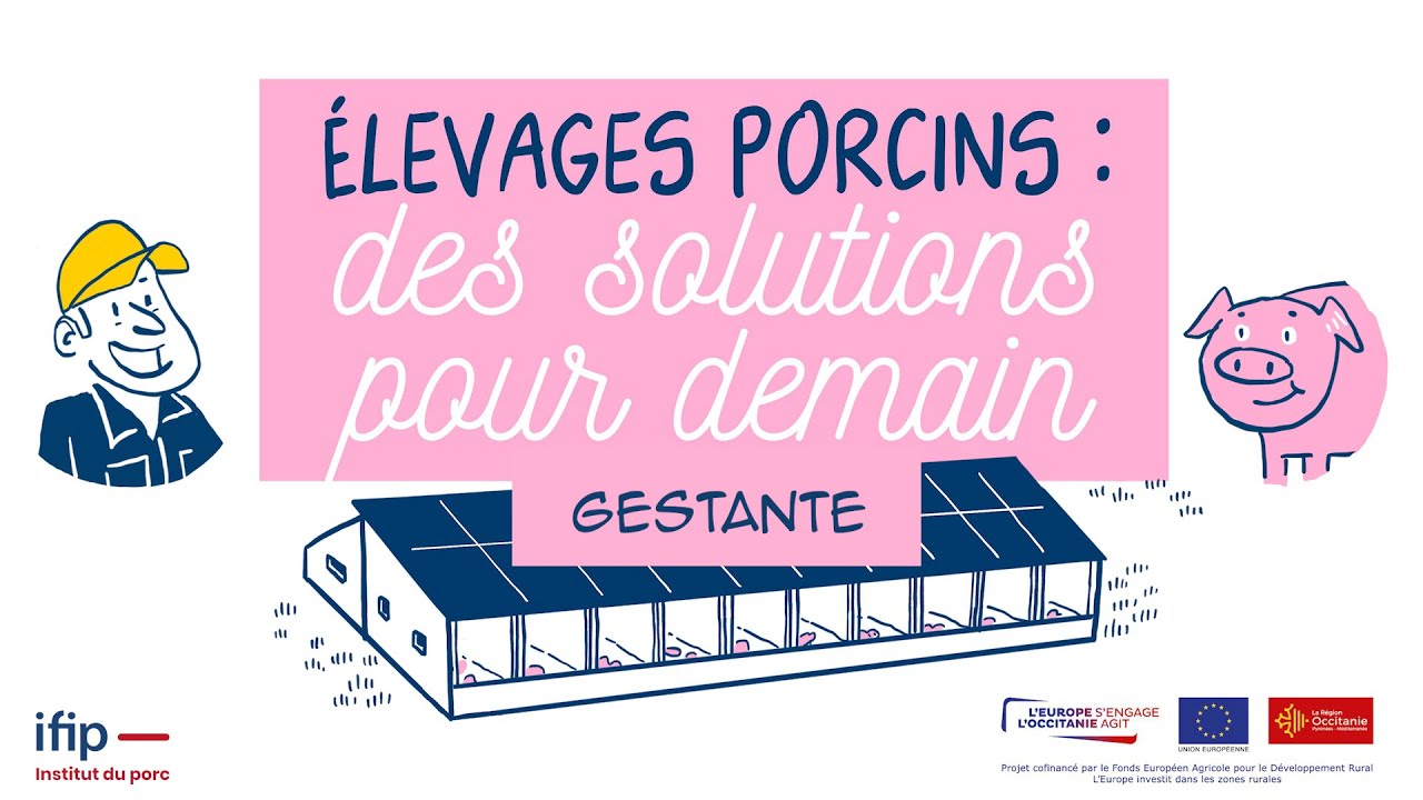 Quelles solutions pour le bâtiment des truies gestantes pour les élevages de porcs de demain ?
