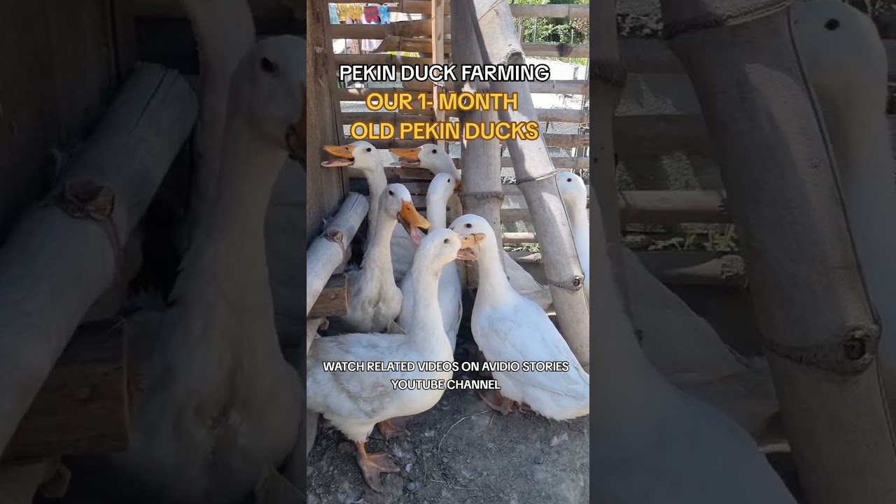 AMAZING PEKIN DUCK FARMING