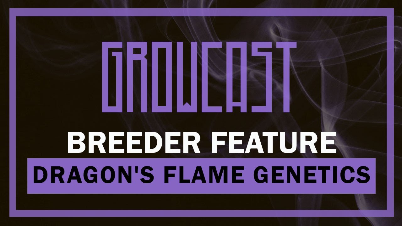 Breeder Feature: Dragon's Flame Genetics