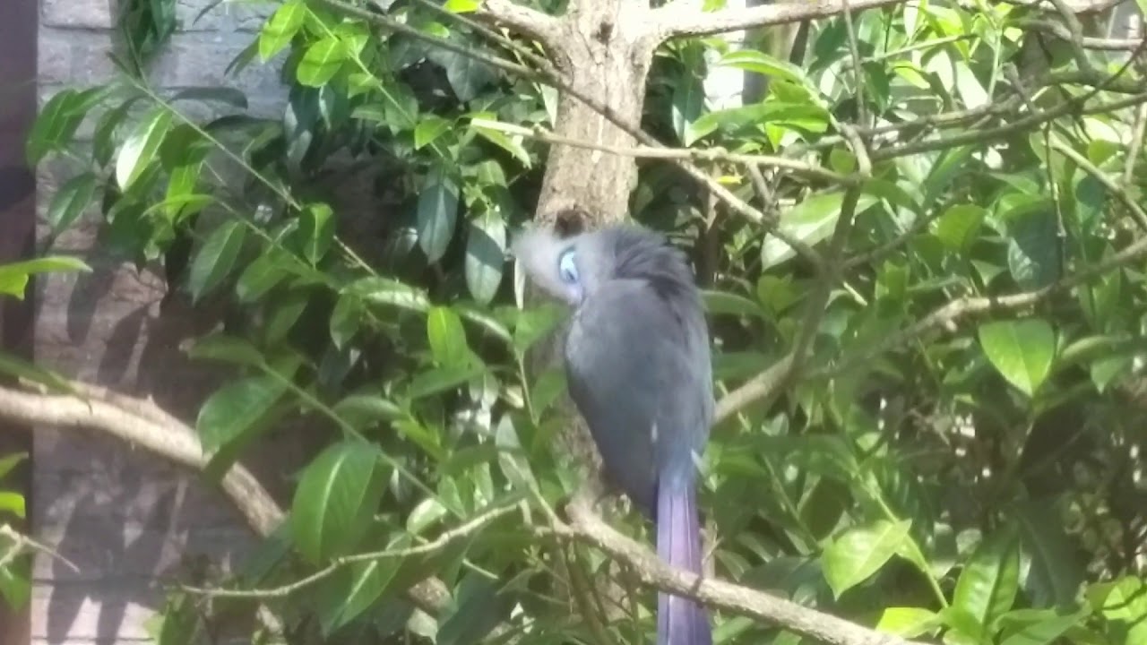Der&nbsp;Spitzschopf-Seidenkuckuck&nbsp;(Coua cristata) #kuckuck #Seidenkuckuck #Madagaskar #Bird #Vogel
