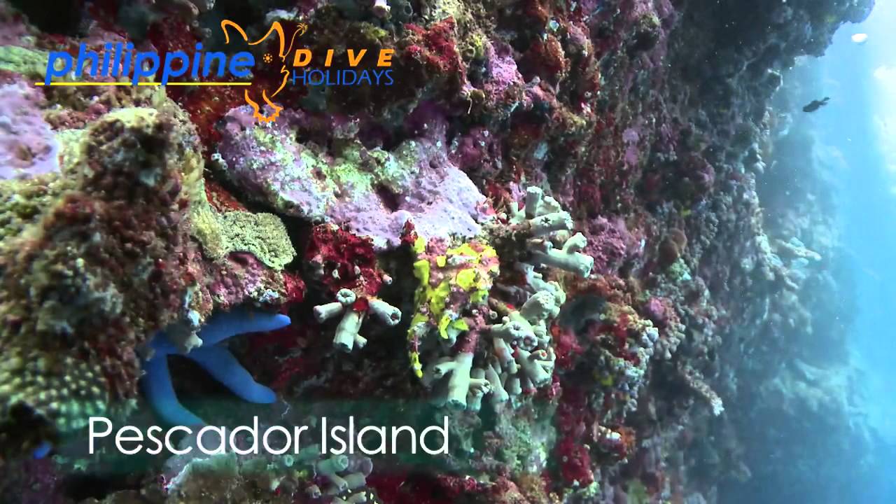 Moalboal Video HD