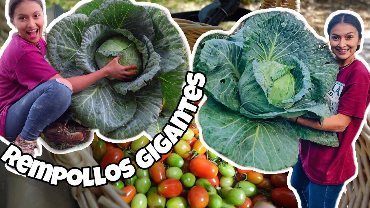 COSECHÉ REPOLLOS GIGANTES 😱😱😱| Día de la independencia de mi PAÍS 🇬🇹🩵🤍