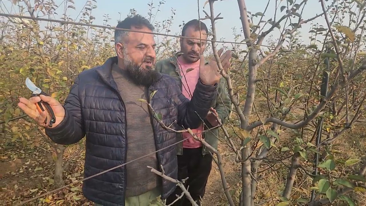 Training pruning in Red Delicious Apple variety on MM-106  rootstock with little demonstration
