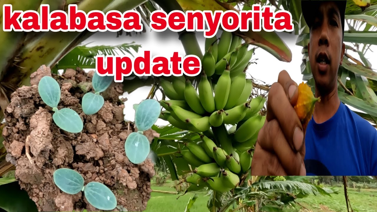 Kalabasa senyorita update