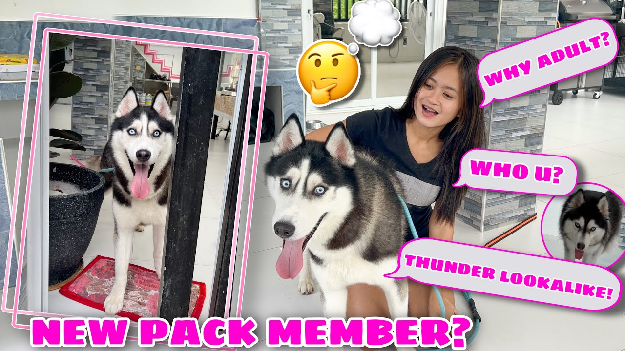Do We Have A New Pack Member? | SINO TO? | Husky Pack TV