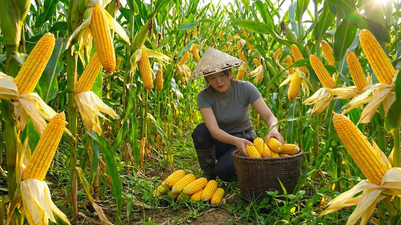 Harvesting many Sweet Corns to Sell at the Market, Grilled Corn by the Stream 🔥🌿 Mountain Farm Life