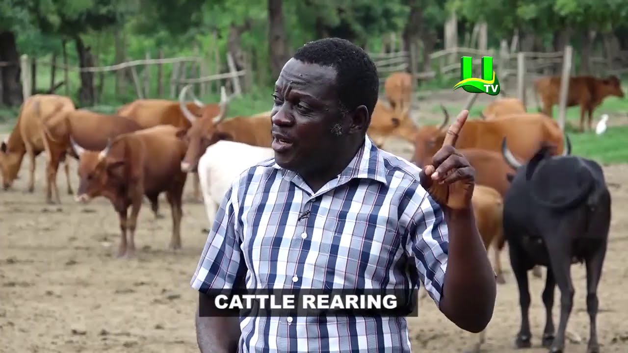 AYEKOO: Cattle Rearing In Ghana