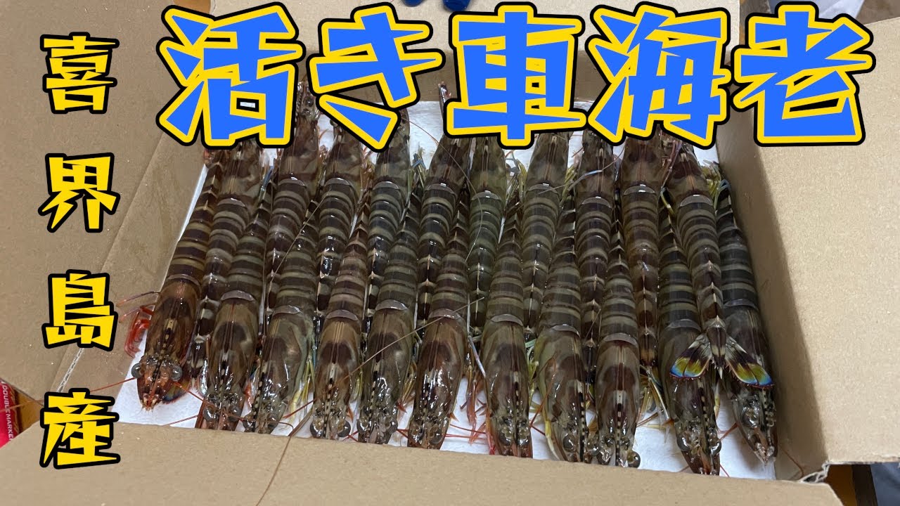 【ミネックス】高級車海老養殖場に潜入！【喜界島】