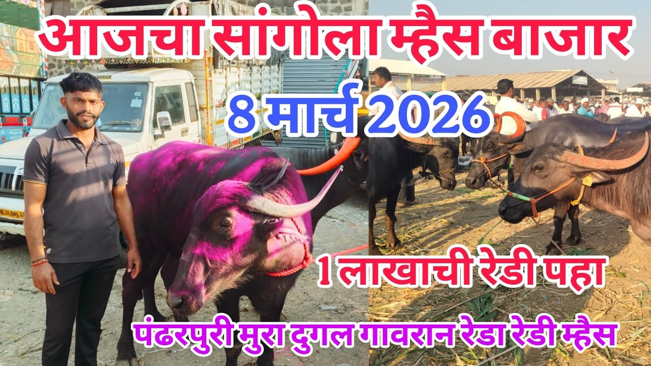 आजचा सांगोला म्हैस बाजार 8 मार्च 2026 #sangola_म्हैस_bazar#baffalo_market_in_maharastra #म्हैस