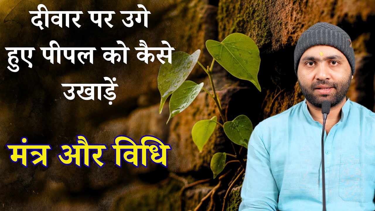 दीवार पर उगे हुए पीपल को कैसे उखाड़ें । शास्त्रीय विधि मंत्र और सावधानी । Yogiraj Manoj