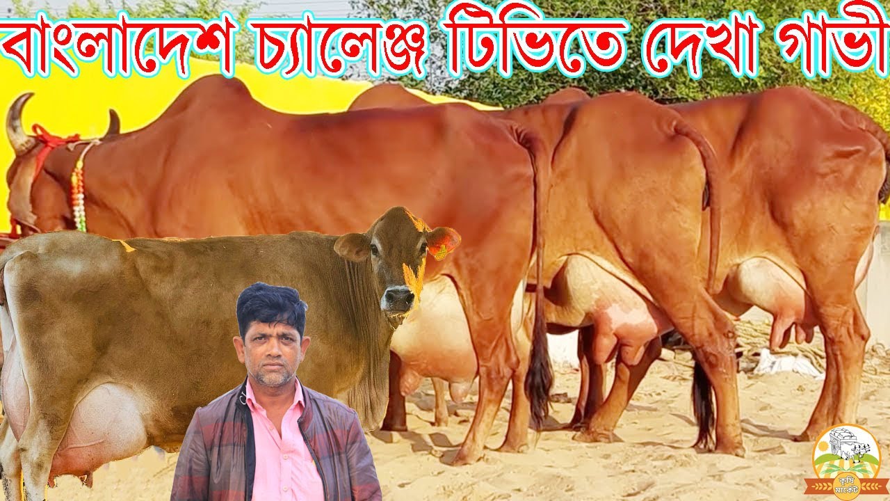 বাংলাদেশ চ্যালেঞ্জ টিভিতে দেখা গাভী । জাকির ভাইয়ের জীবনের সবচেয়ে বড় ৩০ লিটার জার্সিসহ গির এর মেলা