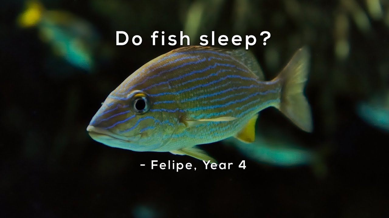 Do fish sleep?