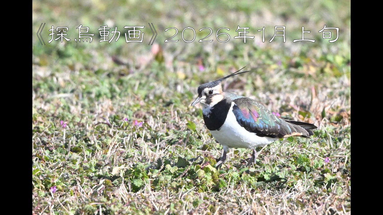 《探鳥動画》タゲリの渡し　２０２６年１月１１日