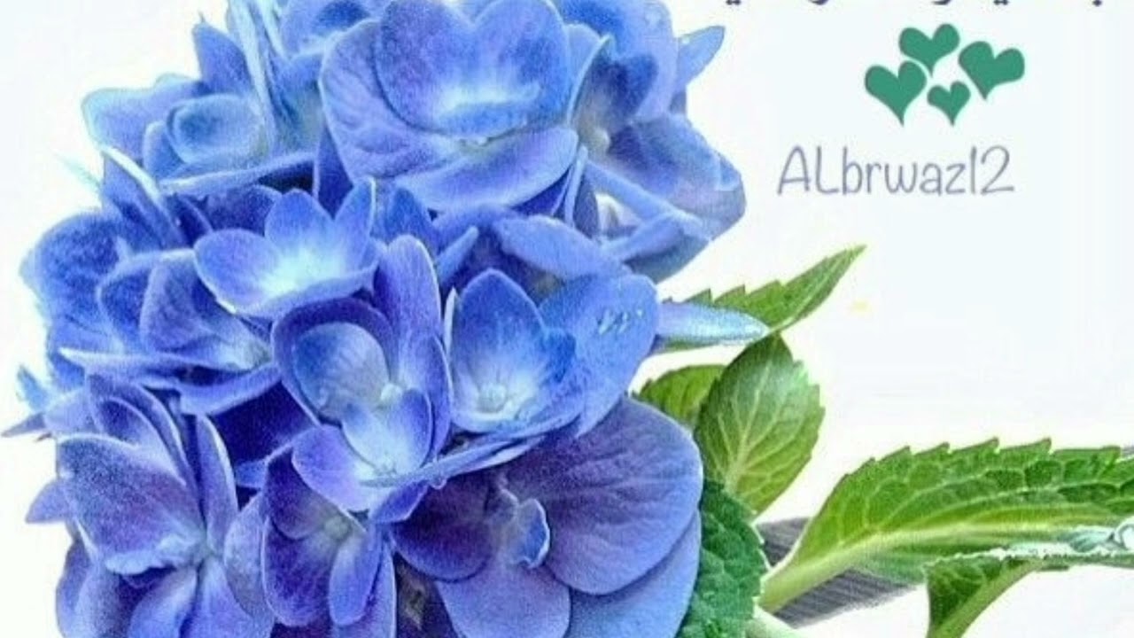 لماذا وصف الله العسل بالشفاء ؟المعجزة التي لم يكتشفها العالم الا بعد 1400سنه 