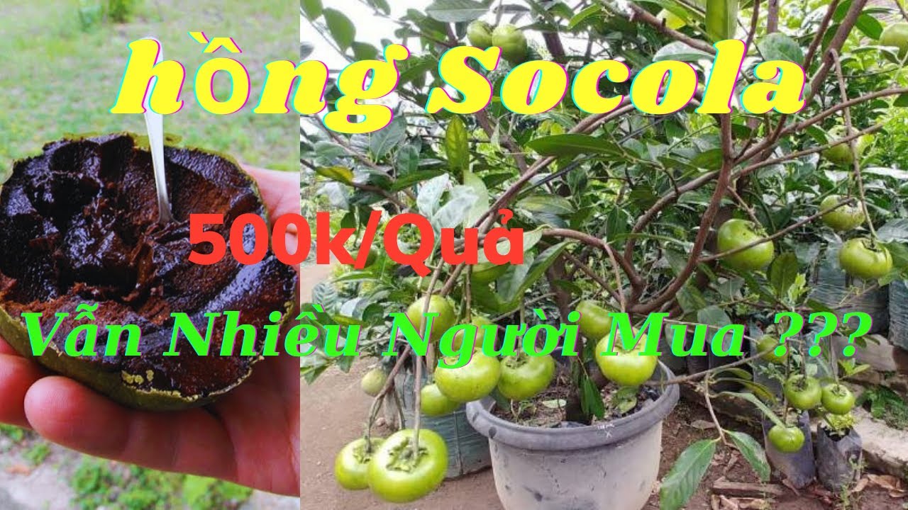 Cây Hồng Socola | Có Trồng Được Ở Việt Nam Không ?