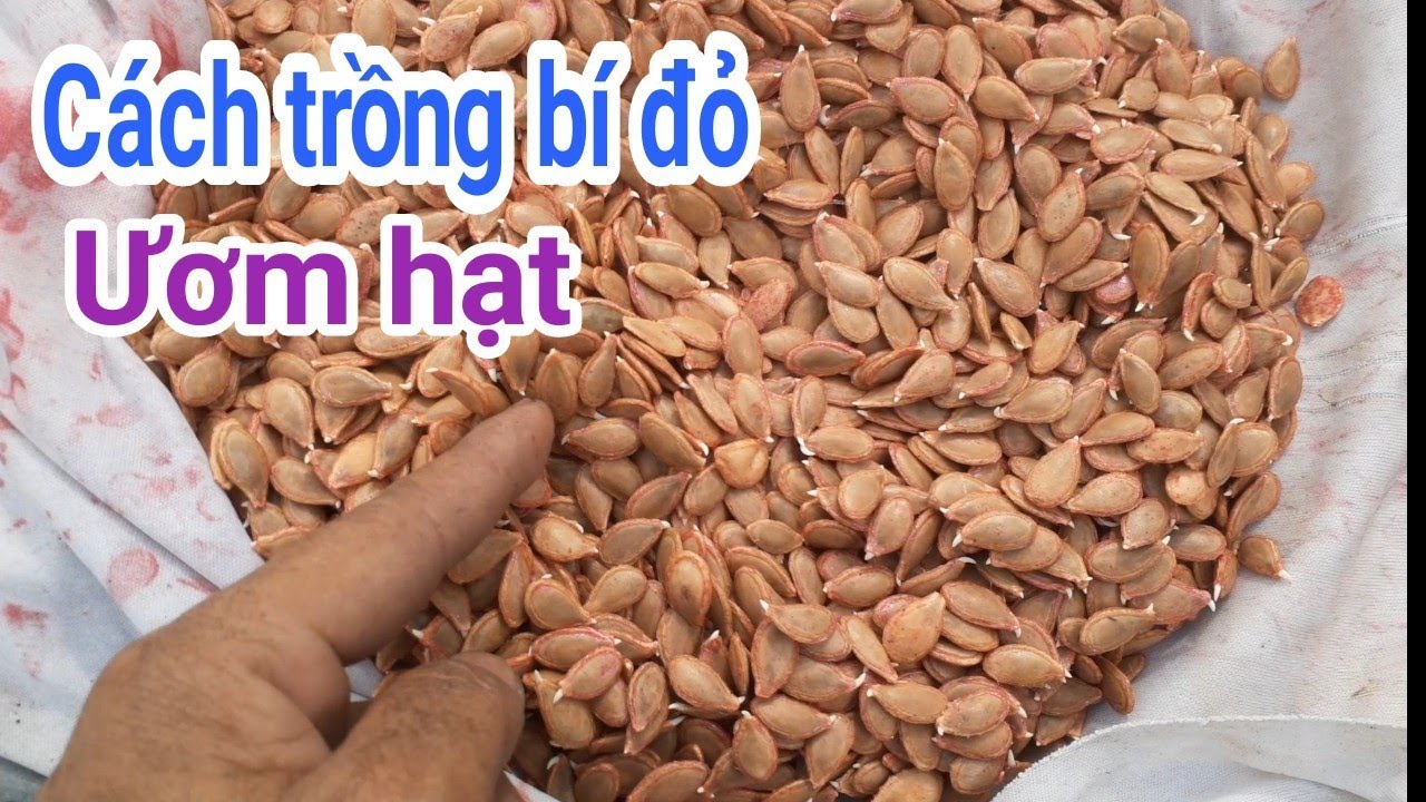Cách trồng bí đỏ: P1-Ươm hạt