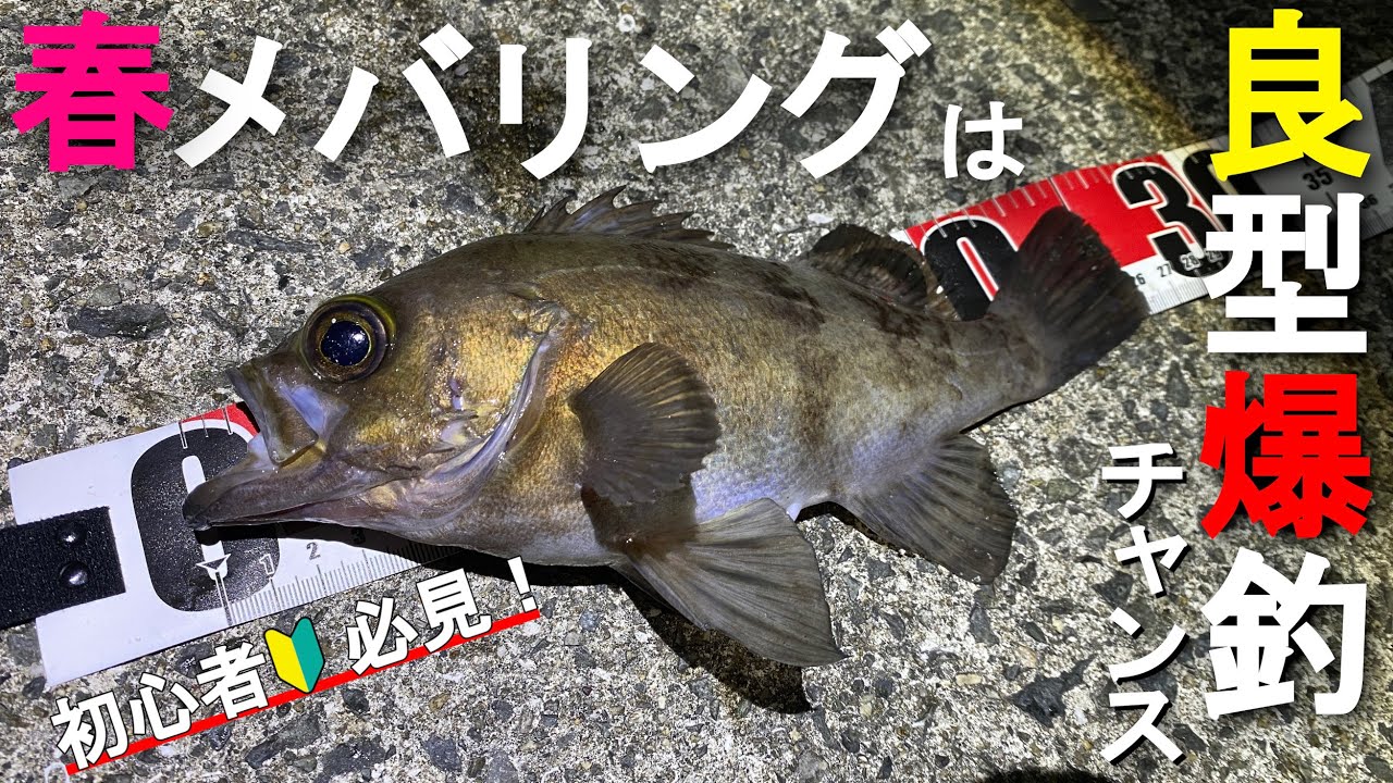 春はメバリングのハイシーズン⁉ ジグ単で簡単に良型メバルが爆釣！【アジリンガー】