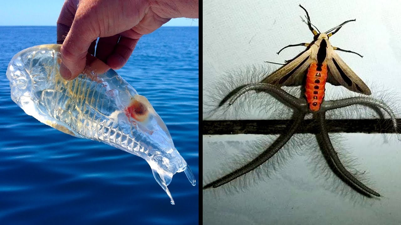 Extra&ntilde;os Animales Que Lucen Falsos Pero Son Reales