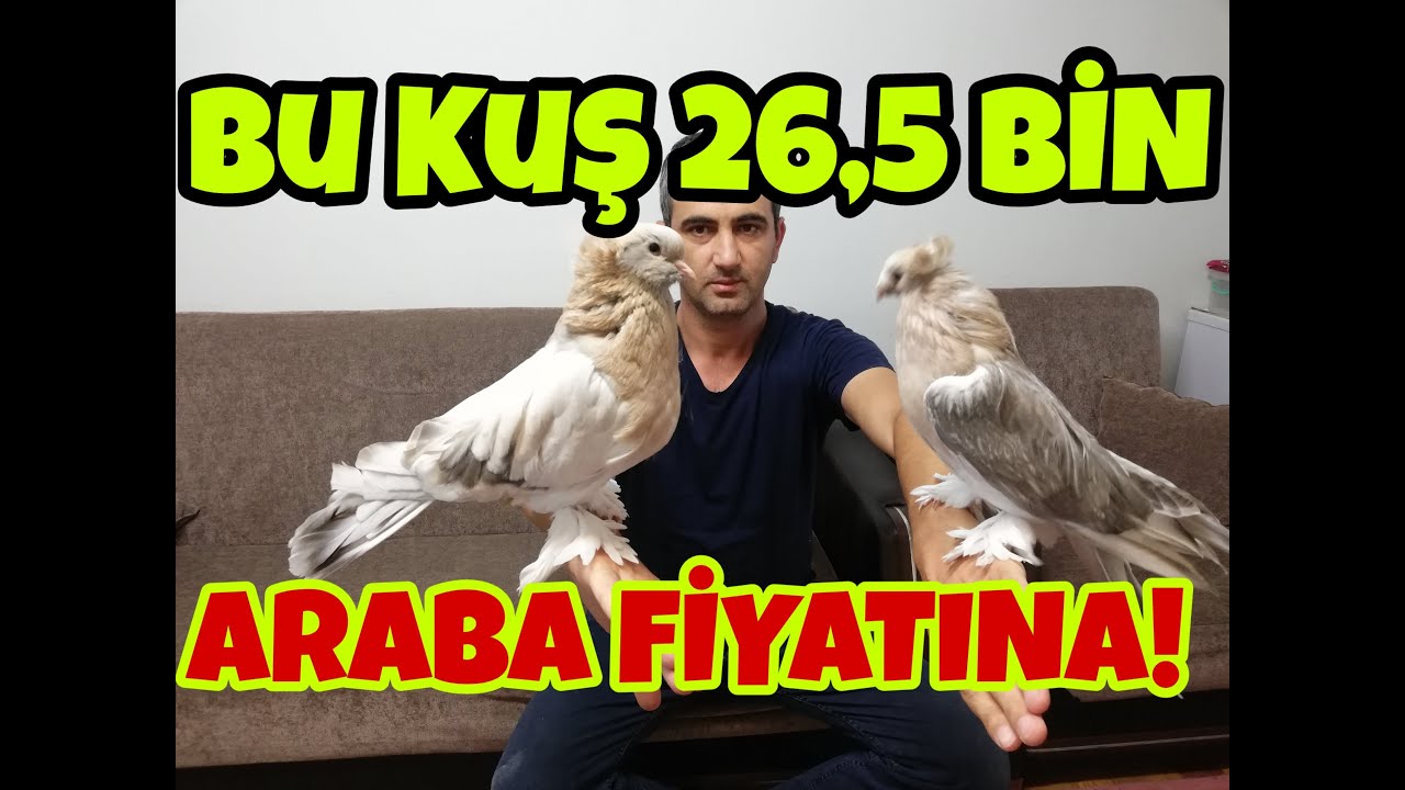 Tek Güvercine 27 Bin TL Vermiş. Şifalı İbo Abinin Araba Fiyatı Kostüm Güvercini. Tuzla,Şifa,İstan.