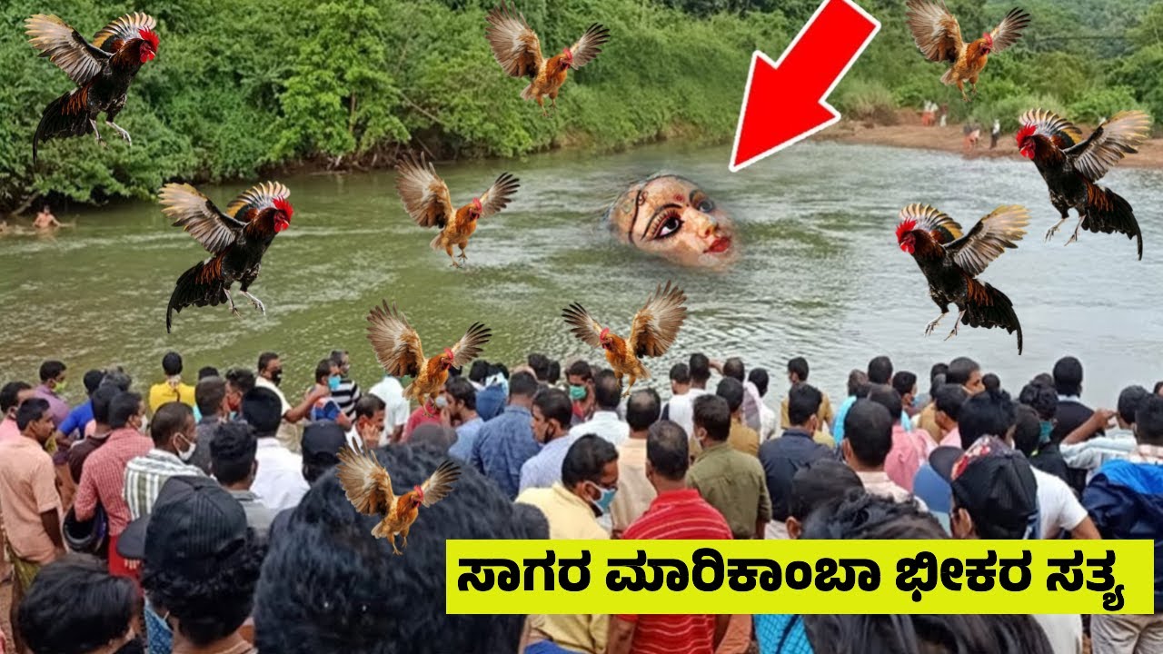 ಸಾಗರ ಮಾರಿಕಾಂಬಾ ಮೇಲೆ ಹಾರಿ ಬಂದವು ಸಾವಿರಾರು ಕೋಳಿಗಳು | ರಣರೋಚಕ ದೃಶ್ಯ | Sagara Marikamaba Jatre | Shimoga