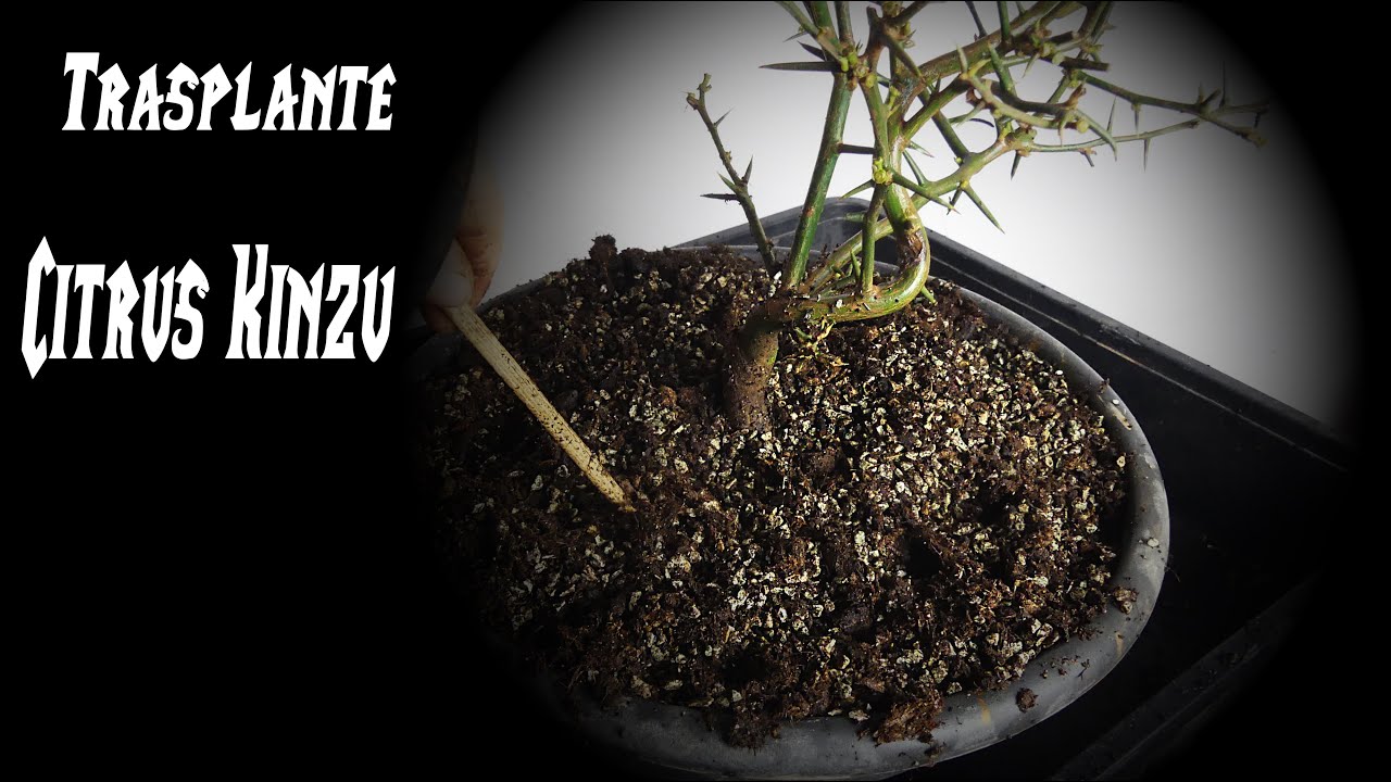Trasplantamos un Pre Bonsai de Citrus Kinzu