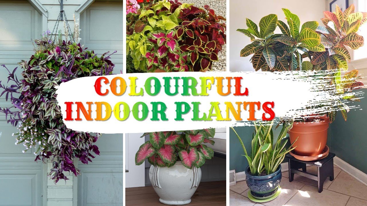 रंग-बिरंगे मनोहारी पौधे || Colourful Indoor Foliage Plants