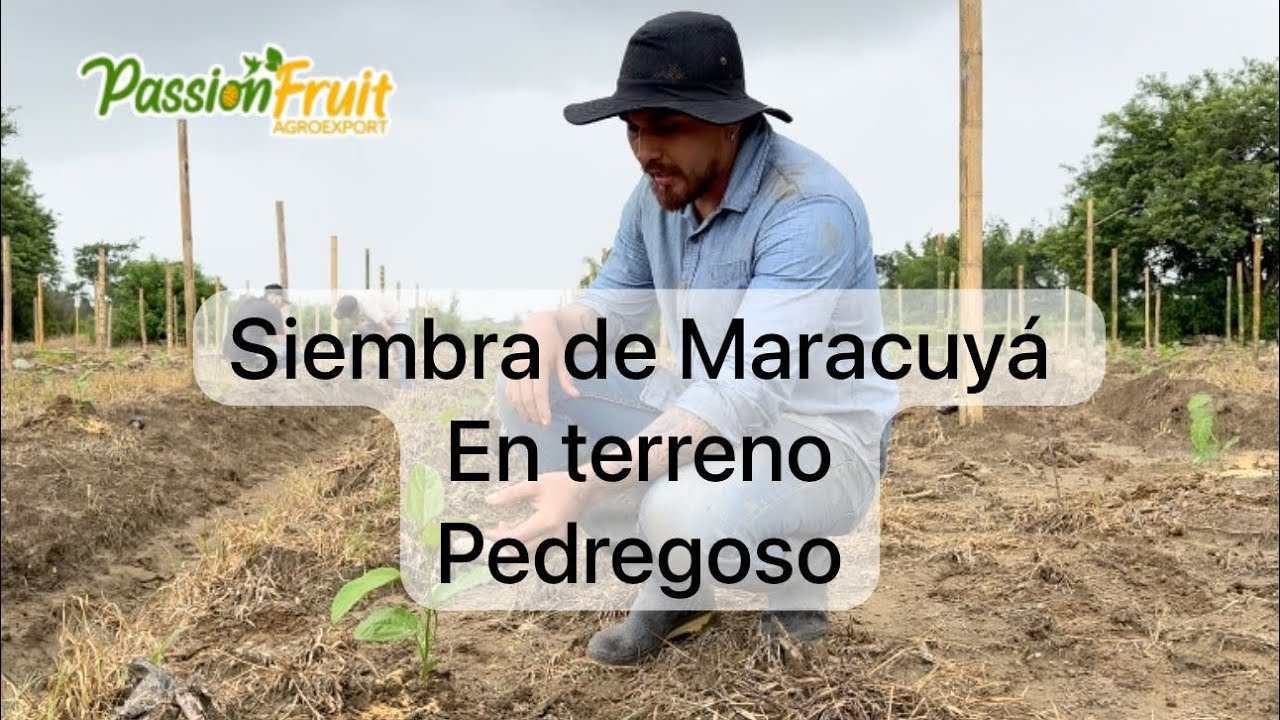 Siembra de Maracuyá
