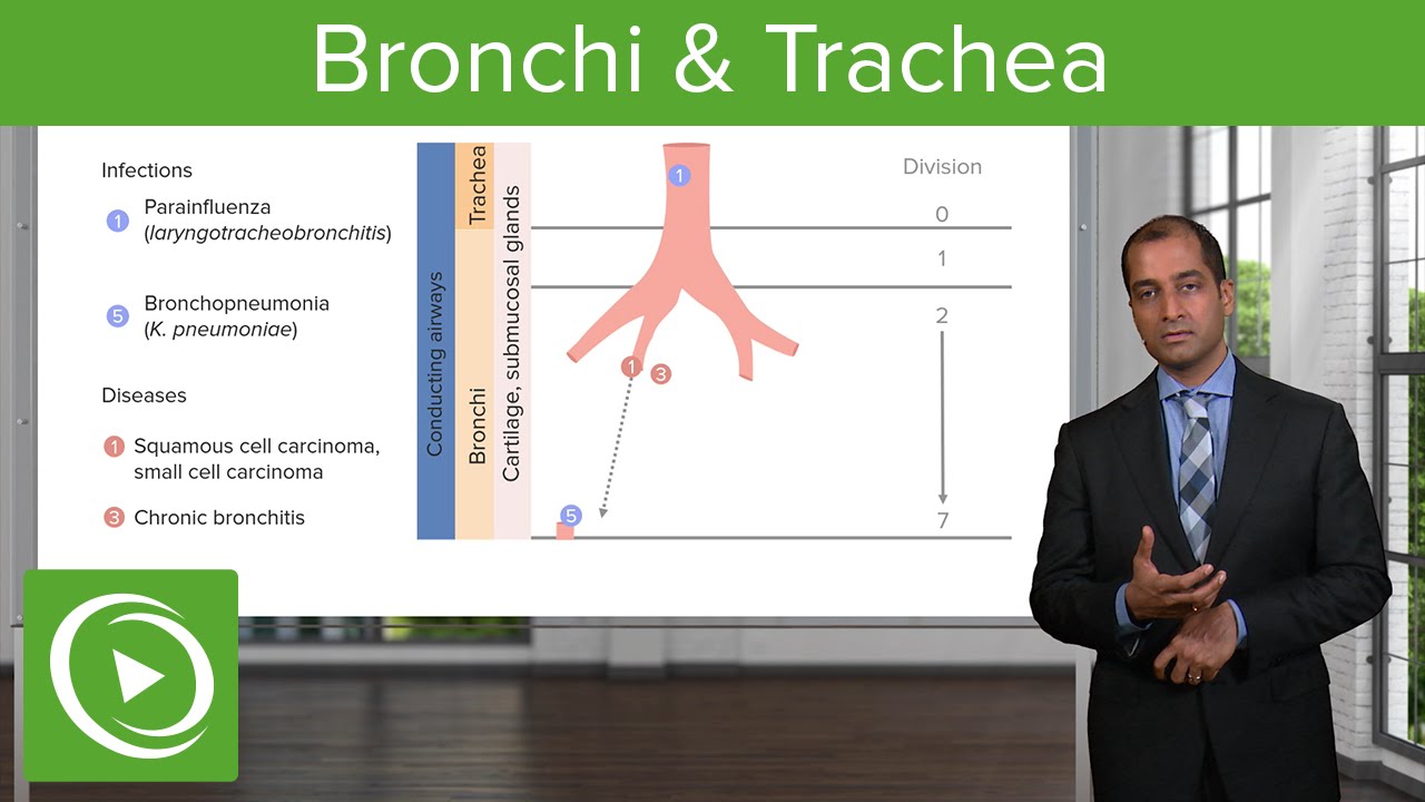 Bronchi & Trachea &ndash; Pulmonary Pathology | Lecturio
