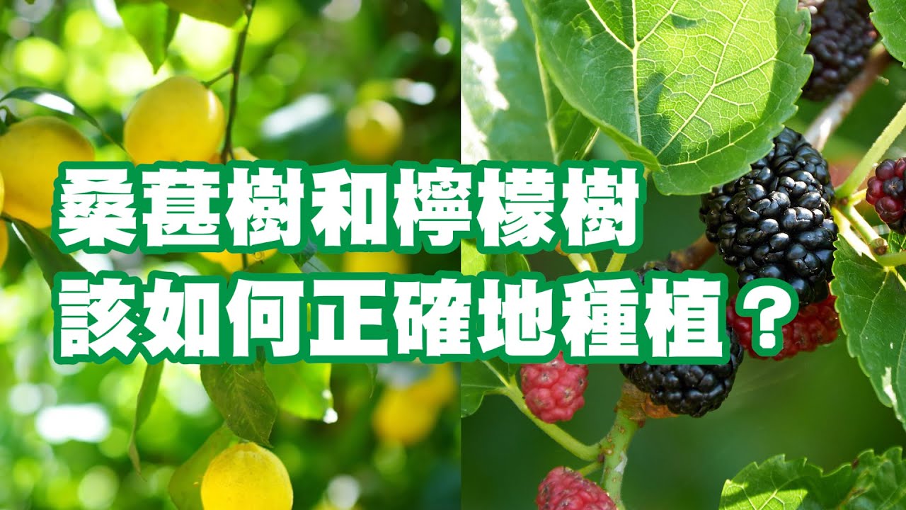 桑葚樹和檸檬樹該如何正確地種植？