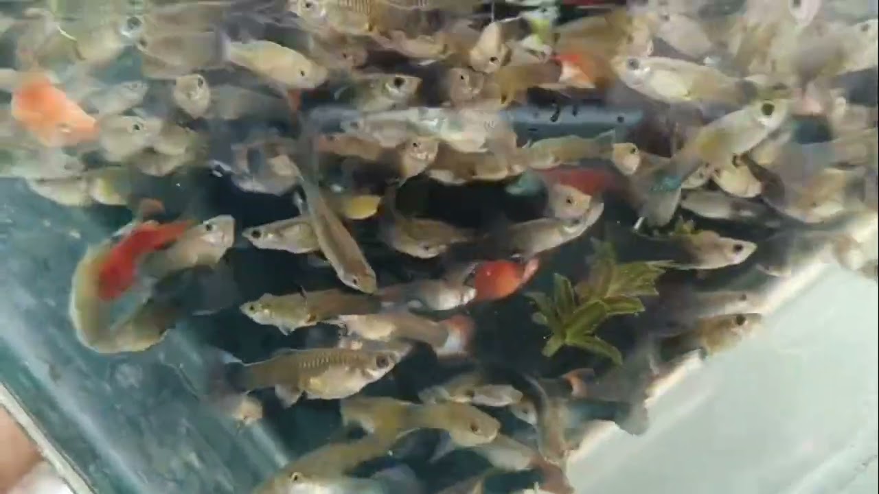 🔥Tenkasi fishing #mixed guppy //#Imported guppy// mixed guppy 
