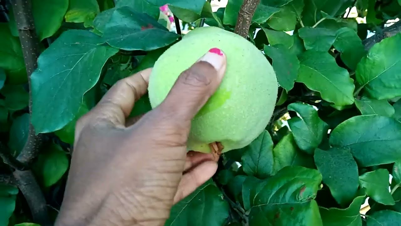 what are these fruits in California