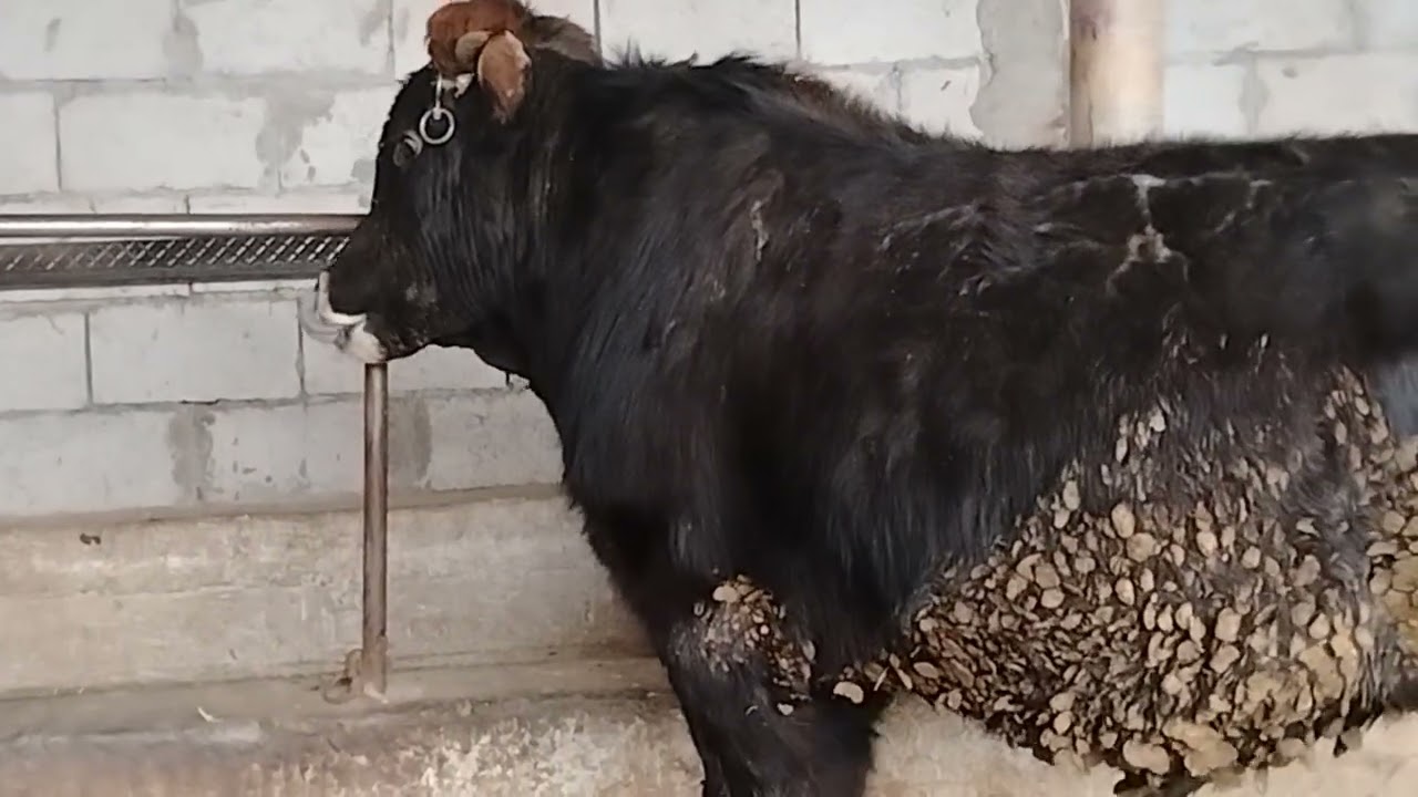 Срочна Акцияи калон дусар бука барое эмда бастан номеро 935011119 
