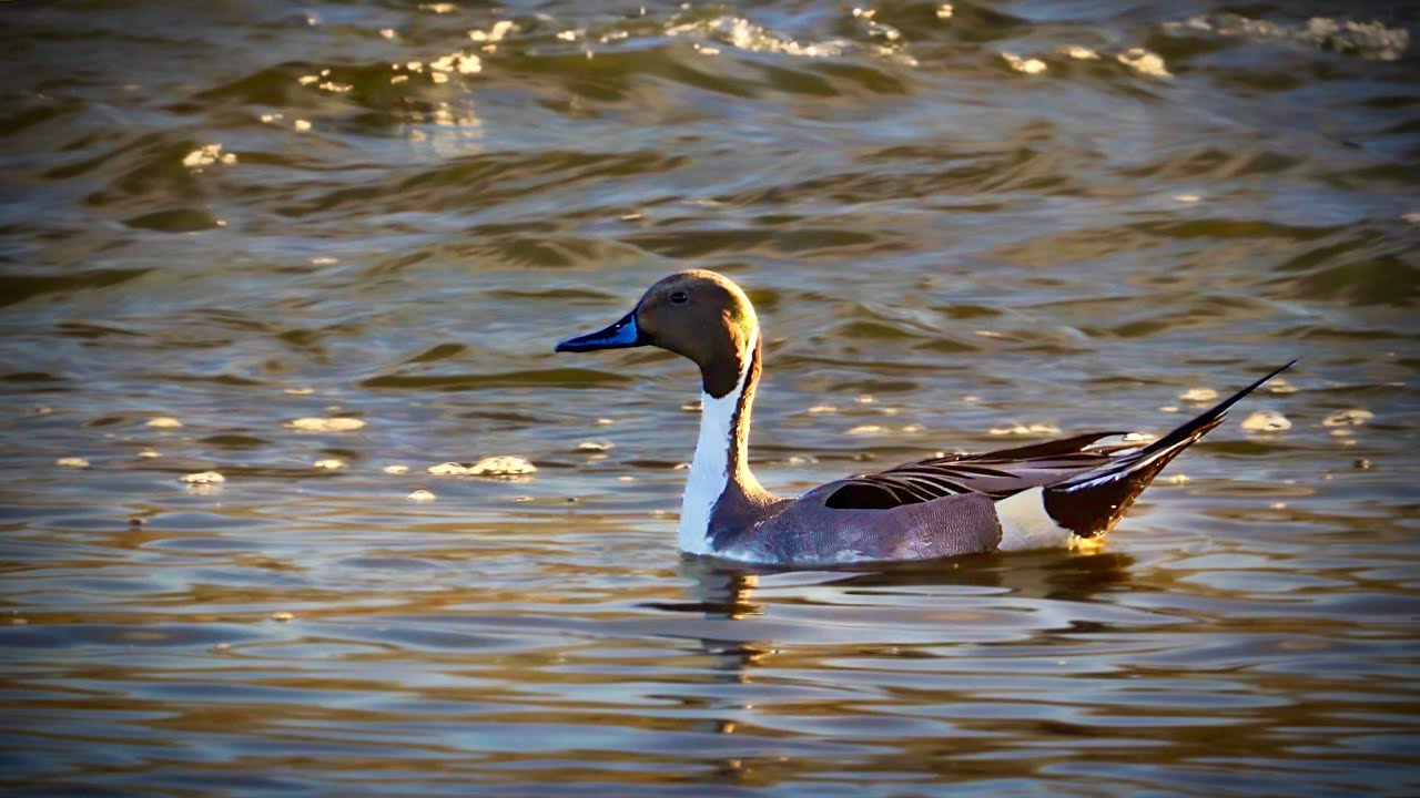 Serene Golden Hour Wildlife along Colorado's Platte River | 4K Nature Video