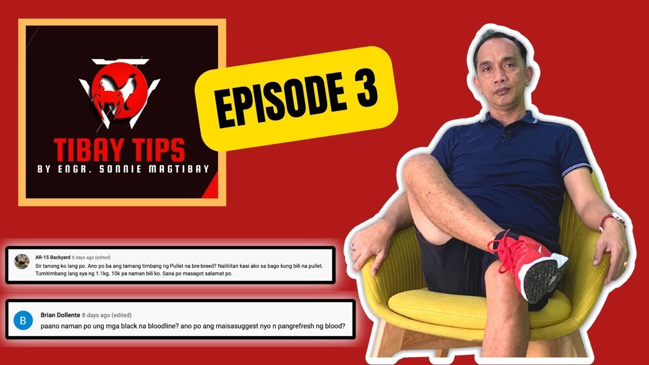 TIBAY TIPS (Ep. 3) - Maliit na Size ng Pullet? Pag-refresh ng Black Bloodline? Sagutin natin yan!