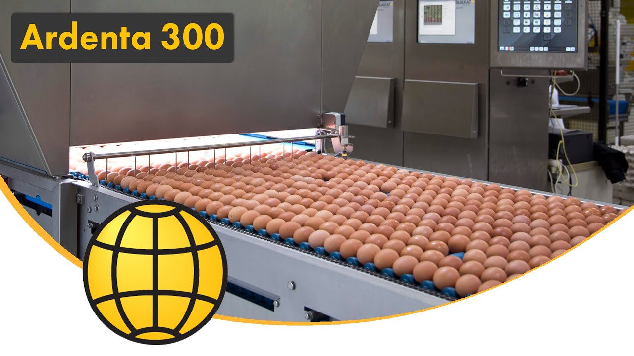 Egg Packing Machine (Egg grading) - The Egg Grader: SANOVO Ardenta 300 - Egg packed into cartons