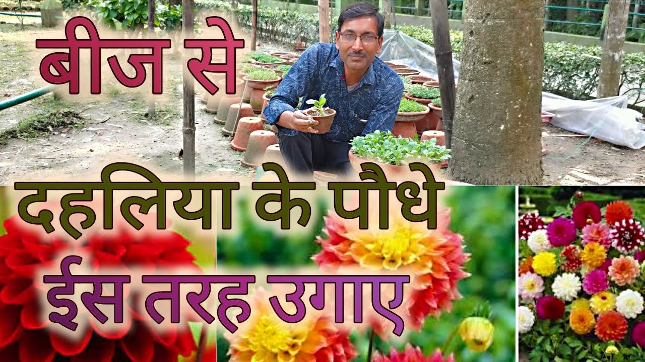 बीज से दहलिया के पौधे ग्रो करने का सबसे अच्छा तरीका / Grow Dahlia from Seeds